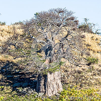 Baobab tree, Kruger Park Stock Photo