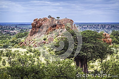 Baobab tree in Mapungubwe National park, South Africa Stock Photo