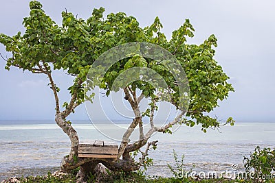 Baobab tree on ocean coast. Low tide with tree on the beach. Zanzibar landscape. Tourist resort. Tranquil island landscape. Stock Photo