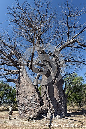Baobab Tree - Okavango Delta - Botswana Editorial Stock Photo