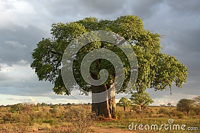 Baobab Tree - Tarangire National Park. Tanzania, Africa Stock Photo