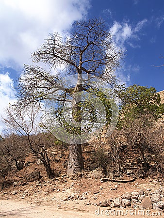 Baobab tree, Wadi Hanna, Oman Stock Photo