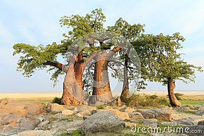 Baobab Trees Stock Photo