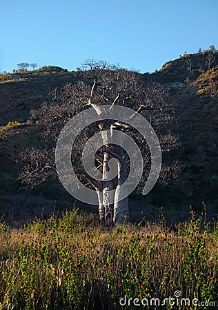 Baobab trees beside the national road RN7 in Madagascar Stock Photo