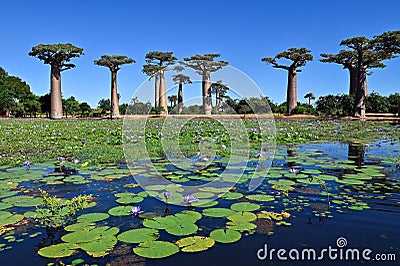 Baobabs forest, Baobab alley , Madagascar Stock Photo