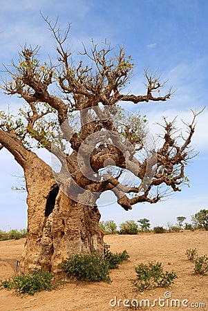 Baobabs in savanna. Stock Photo