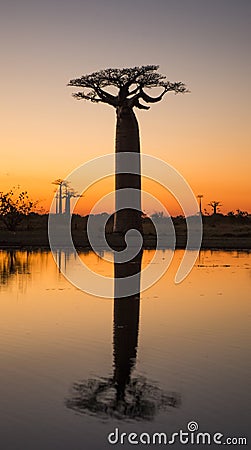 Baobabs at sunrise near the water with reflection. Madagascar. Cartoon Illustration