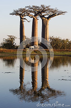 Baobabs at sunrise near the water with reflection. Madagascar. Cartoon Illustration