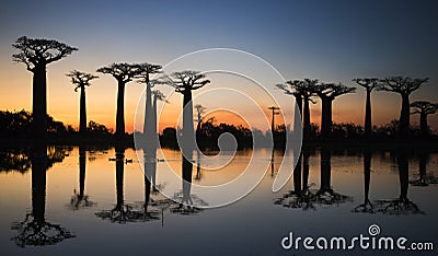 Baobabs at sunrise near the water with reflection. Madagascar. Cartoon Illustration