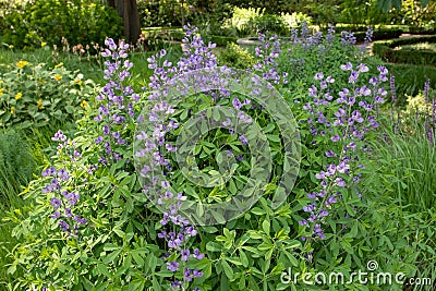 Baptisia australis or blue wild indigo or blue false indigo plant Stock Photo