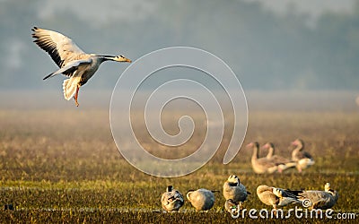 Bar headed Geese Landing Stock Photo