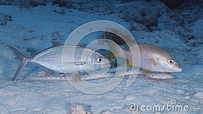 Bar Jack and Schoolmaster following a Sharptail Eel as it feeds in the sand Stock Photo