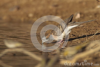 Bar-shouldered Dove drinking Stock Photo