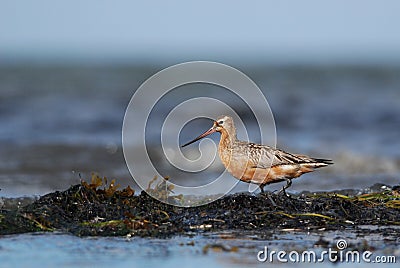 Bar-tailed Godwit Stock Photo