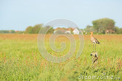 Bar-tailed godwit in meadows Stock Photo