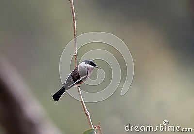 Bar-winged flycatcher-shrike Stock Photo