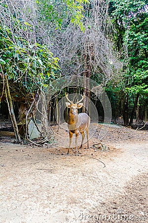 Barasingha (Cervus duvauceli), also called swamp deer, graceful Stock Photo