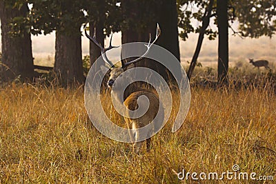 Barasingha, Cervus duvauceli branderi, Kanha National Park, Madhya Pradesh, India. Stock Photo