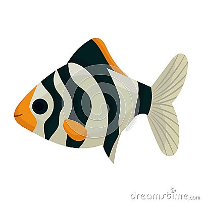 Barb aquarium fish and sea water illustration vector. Aquatic ocean animal underwater and tropical marine cartoon pet icon. Vector Illustration