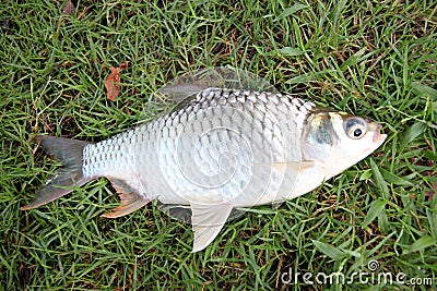 The Barb of Cyprinidae fish. Stock Photo