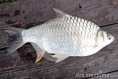 The Barb of Cyprinidae fish. Stock Photo