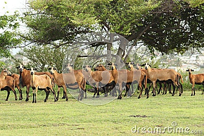 Barbados Black Belly Sheep Stock Photo