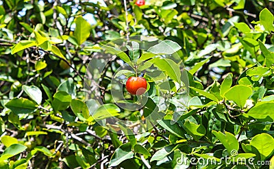 Barbados cherry Stock Photo