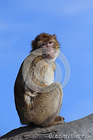 Barbary ape Stock Photo