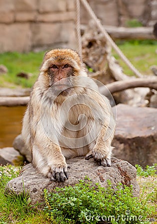 Barbary ape Stock Photo