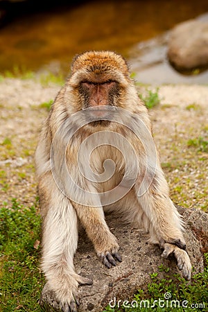 Barbary ape Stock Photo