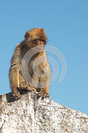 Barbary ape Stock Photo