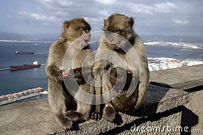 Barbary ape or macaque, Macaca sylvanus Stock Photo