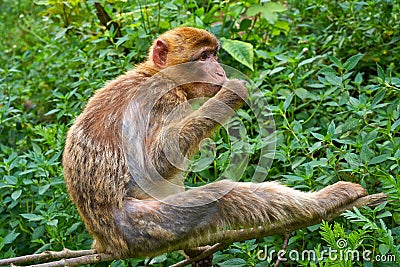 Barbary apes macaca sylvanus macaque monkey Stock Photo
