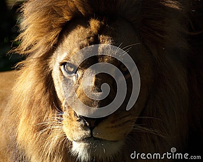 Barbary lion Stock Photo