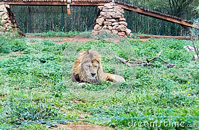 Barbary lion aka Atlas lion Stock Photo