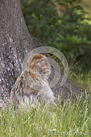 Barbary Macaque Stock Photo