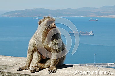 Barbary Macaques or Apes Gibraltar Stock Photo