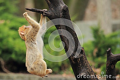 Barbary macaque Stock Photo