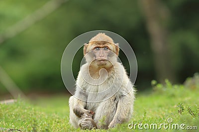 Barbary macaque Stock Photo