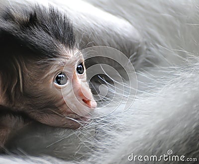 Barbary Macaque monkey baby Stock Photo