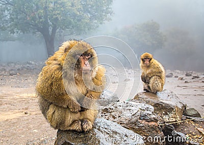 Barbary Macaque Monkeys sitting on ground in the great Atlas forests of Morocco, Africa Stock Photo