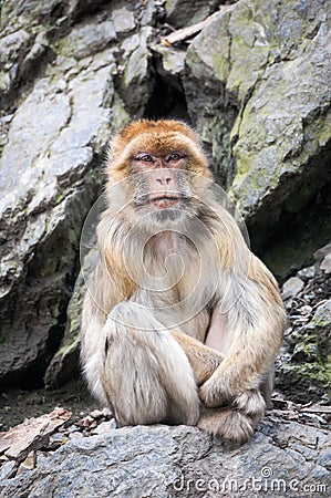 Barbary macaque sitting on a cliff Stock Photo