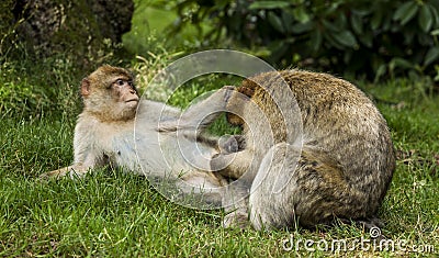 Barbary Macaques. Stock Photo