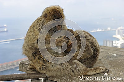 Barbary Macaques at Gibraltar Stock Photo