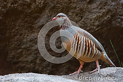 Barbary Partridge - Alectoris barbara is gamebird in the pheasant family Phasianidae of the order Galliformes. It is native to Stock Photo