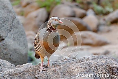 Barbary Partridge - Alectoris barbara is gamebird in the pheasant family Phasianidae of the order Galliformes. It is native to Stock Photo