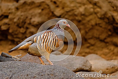 Barbary Partridge - Alectoris barbara is gamebird in the pheasant family Phasianidae of the order Galliformes. It is native to Stock Photo