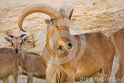 Barbary Sheep Stock Photo