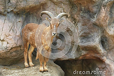 Barbary sheep Stock Photo