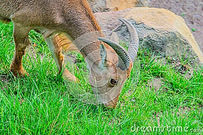 Barbary sheep, also known as aoudad is a species of caprine native to rocky mountains in North Africa. Six subspecies Stock Photo